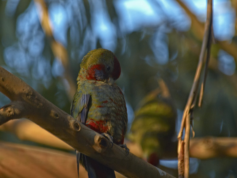 Parrot, Kangaroo Island